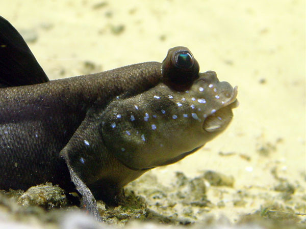 Mandies Pictures Aquarium In Kentucky Mud Fish 2